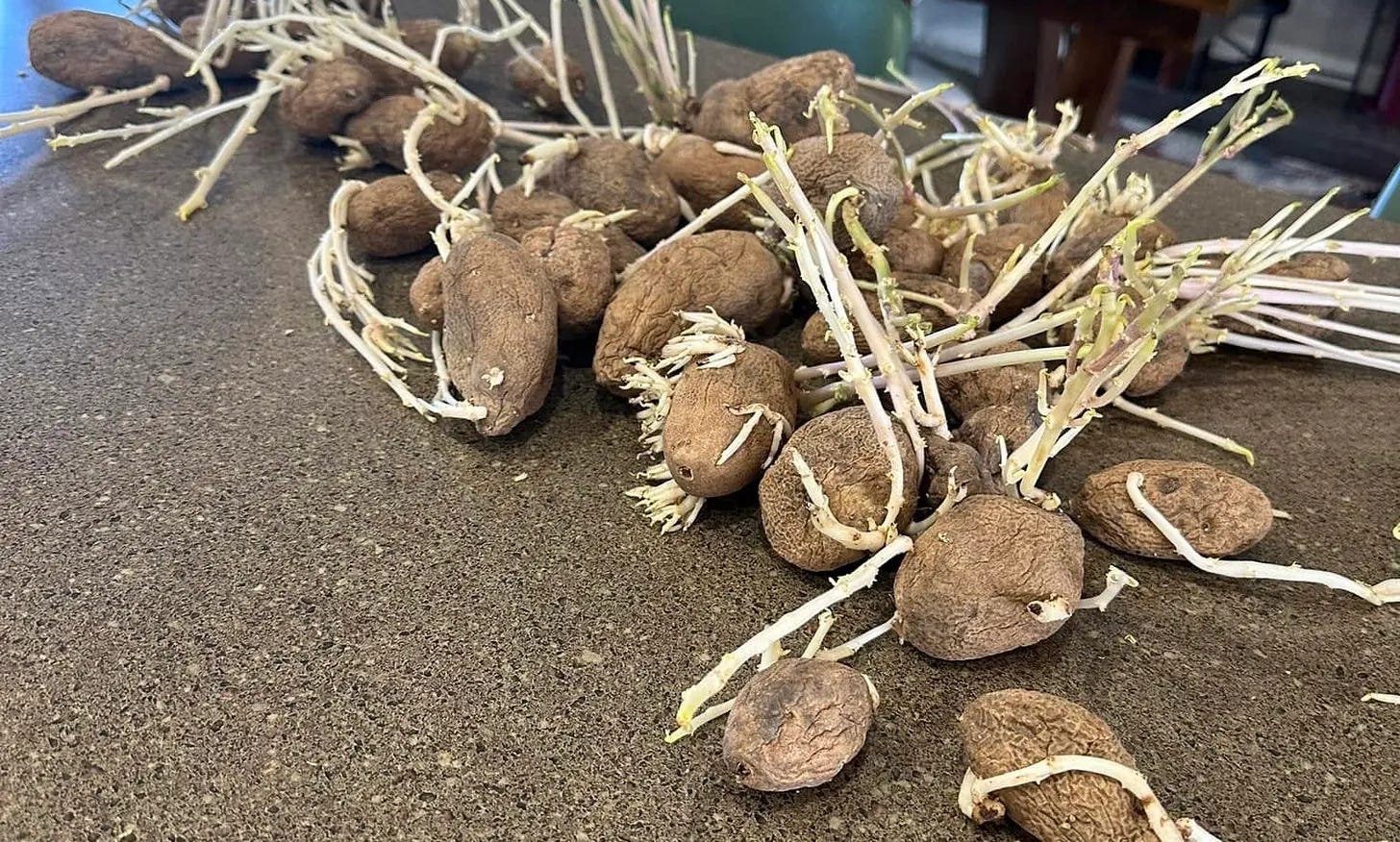The Potatoes in the Cellar