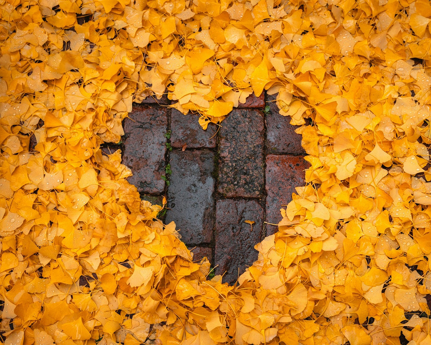 Yellow leaves shaped to make a heart