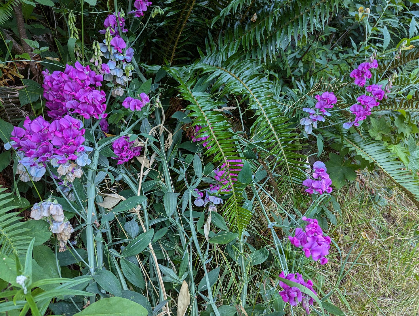 Creeping sweet pea vines covered in purple flowers, next to a fern