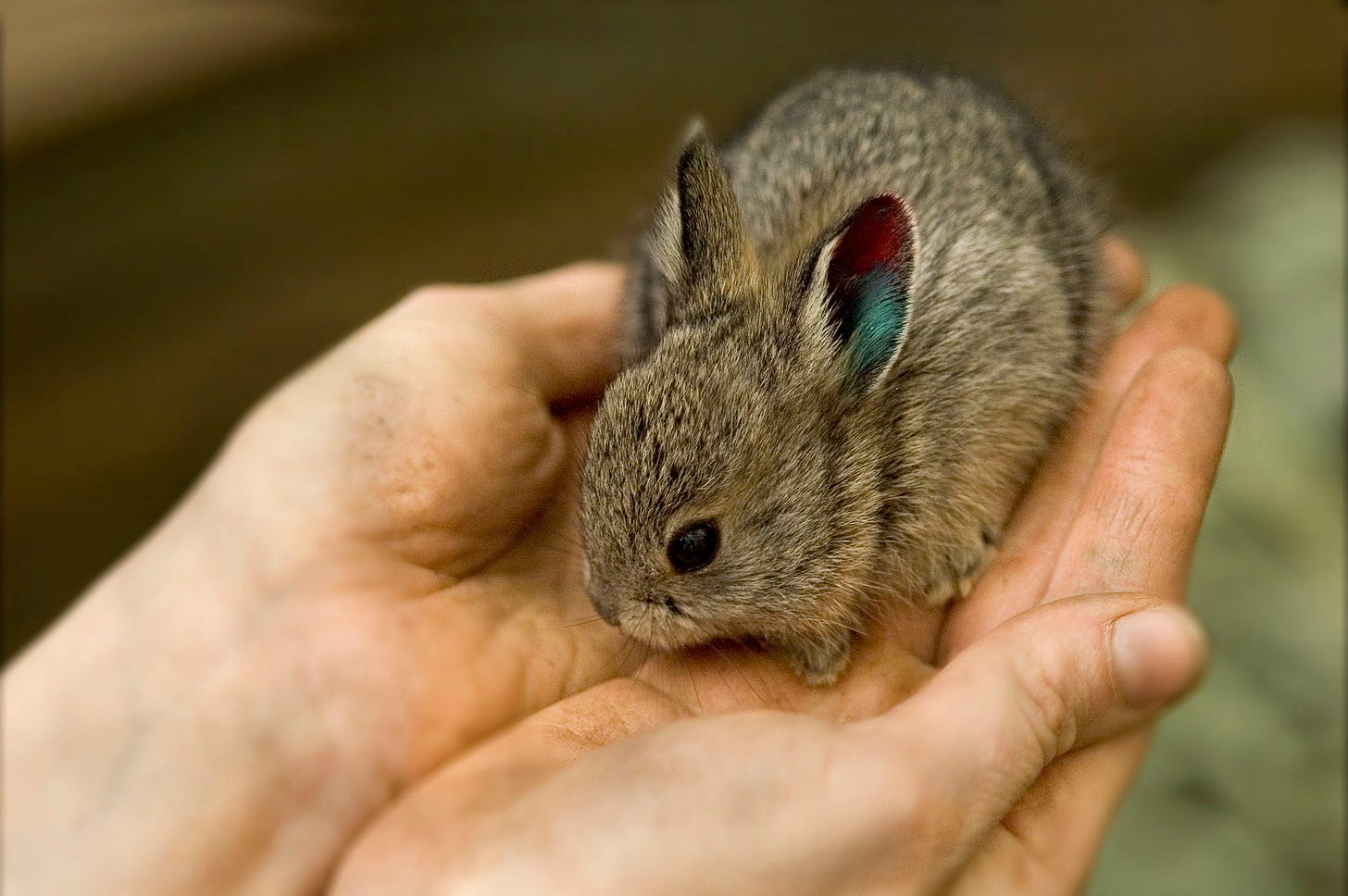 After Nearly Going Extinct, Washington's Pygmy Rabbits Need Room to Grow