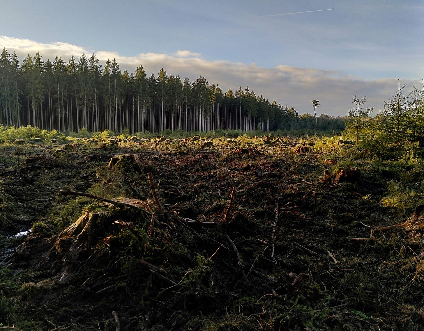 Many trunks of trees standing in an open field that was once a forest. Many trunks of trees standing in an open field that was once a forest.