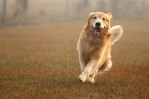 golden retriever running