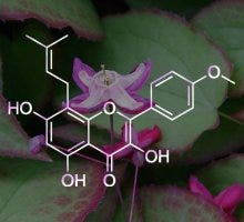 Horny Goat Weed