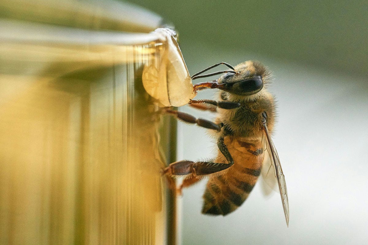 una abeja en primer plano absorbiendo un líquido dulce