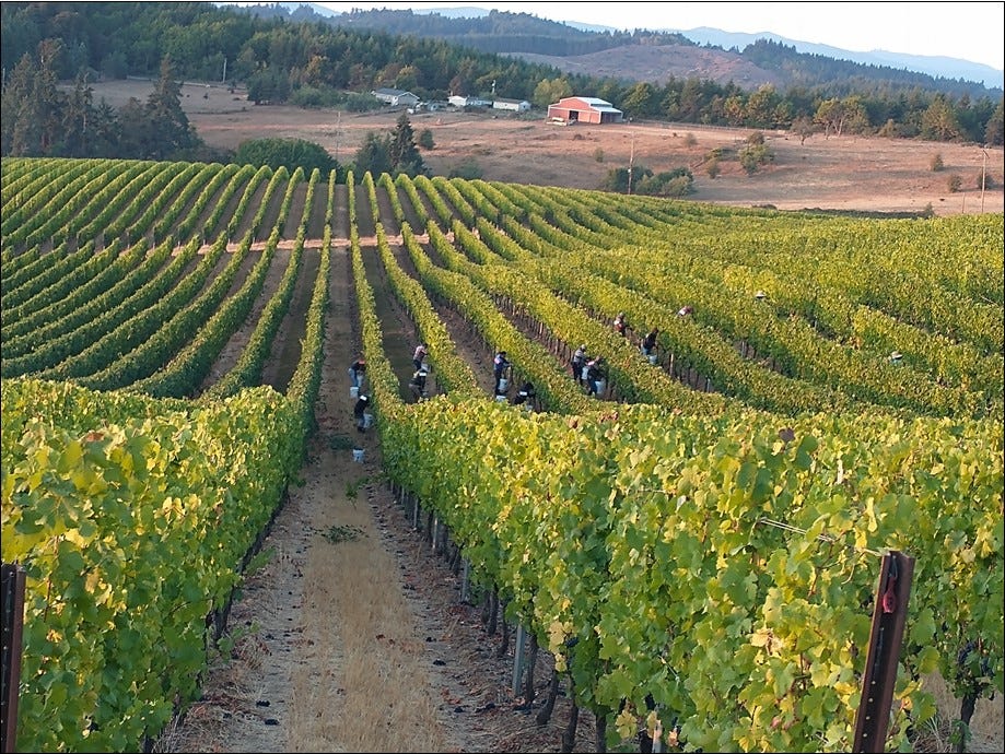 Hand harvesting on the first day of The Great Cluster Pluck, Vintage 2023!
