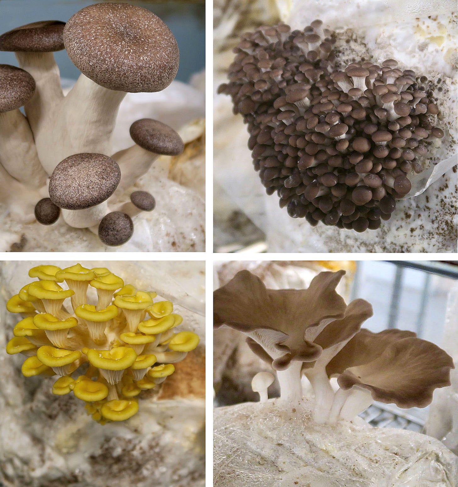 A collage of different types of mushrooms
Description automatically generated A collage of different types of mushrooms
Description automatically generated