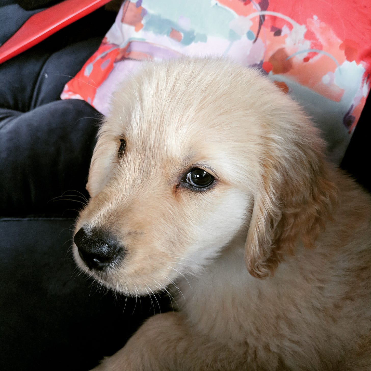 Walter as a puppy