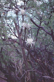 (Left) Church entrance adorned with cempoalxochitl (marigold flowers), St Miguel de Allende, Mexico; (centre) cempaoxchiltl, Suffolk; Queen of the Night, (wild), Bisbee Junction, Arizona (all photos by Mark Watson)