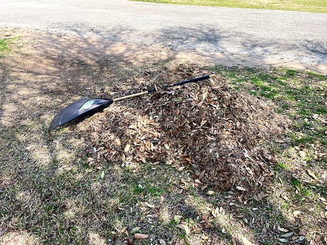 Photos of the huge pile of leaves and our yard post raking.
