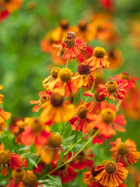 Pollinator plants throughout the season