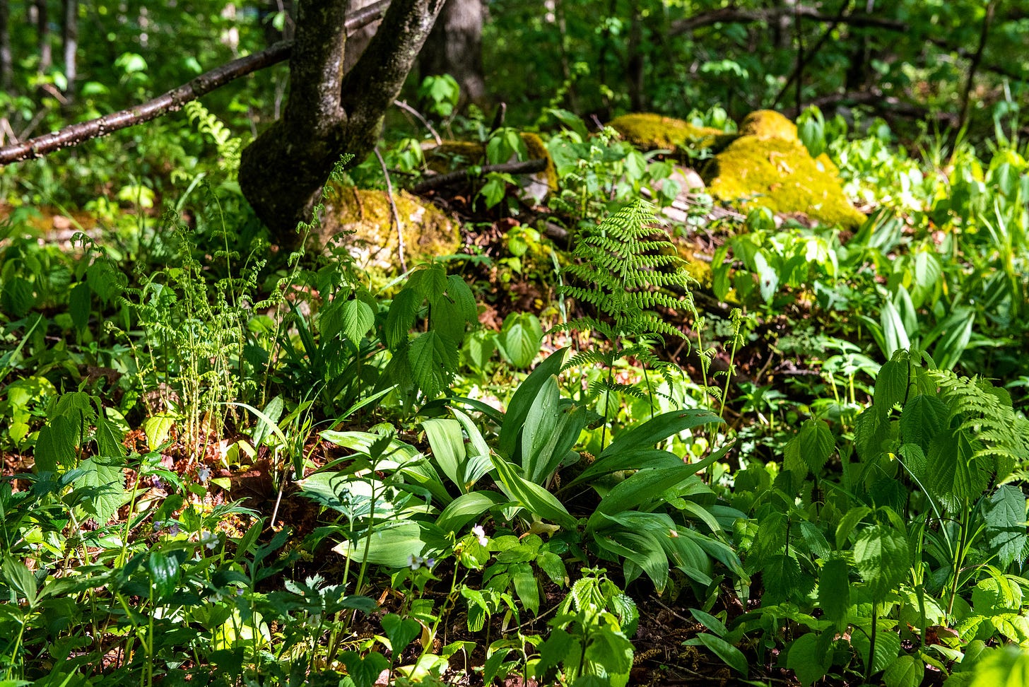 ID: Photo of forest floor showing ramps and other plants in dappled sun