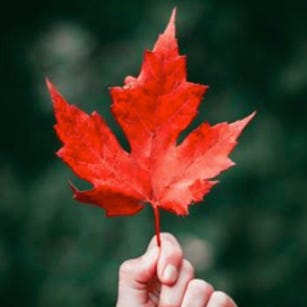 CANADA BEAVER.interweb 