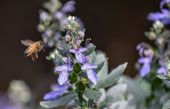 Abeille domestique et bourdon terrestre en train de butiner une germandrée arbustive et une fleur de romarin