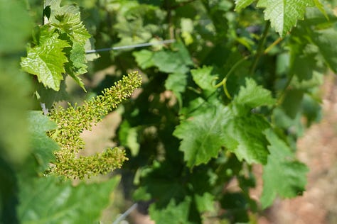 Fatalome Primitivo vineyards & underground cellar