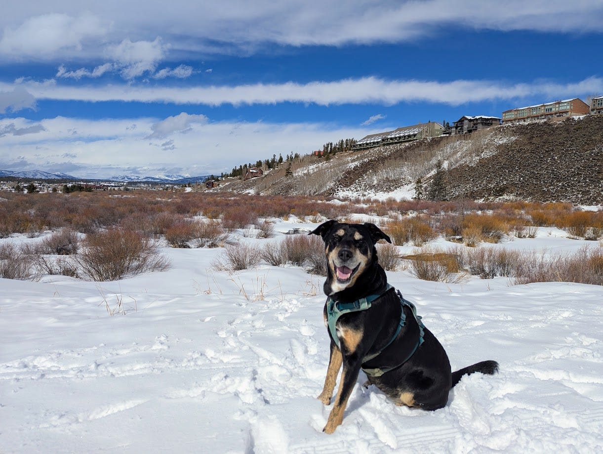 Image of a smiling black and brown dog with white spots on her chest and brown eyebrows, wearing a green harness. She's sitting on snow in front of some willows, with a blue sky striped with white clouds in the background
