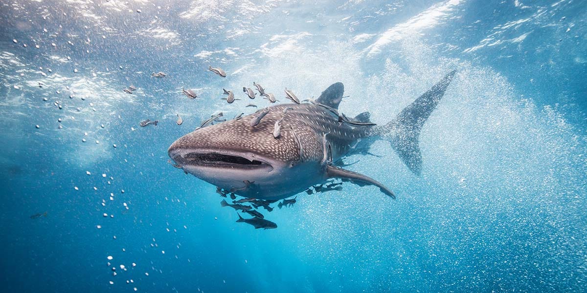30 de Agosto. Día Internacional del Tiburón Ballena | Blog