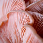 Chiacchieriamo di funghi e marketing
