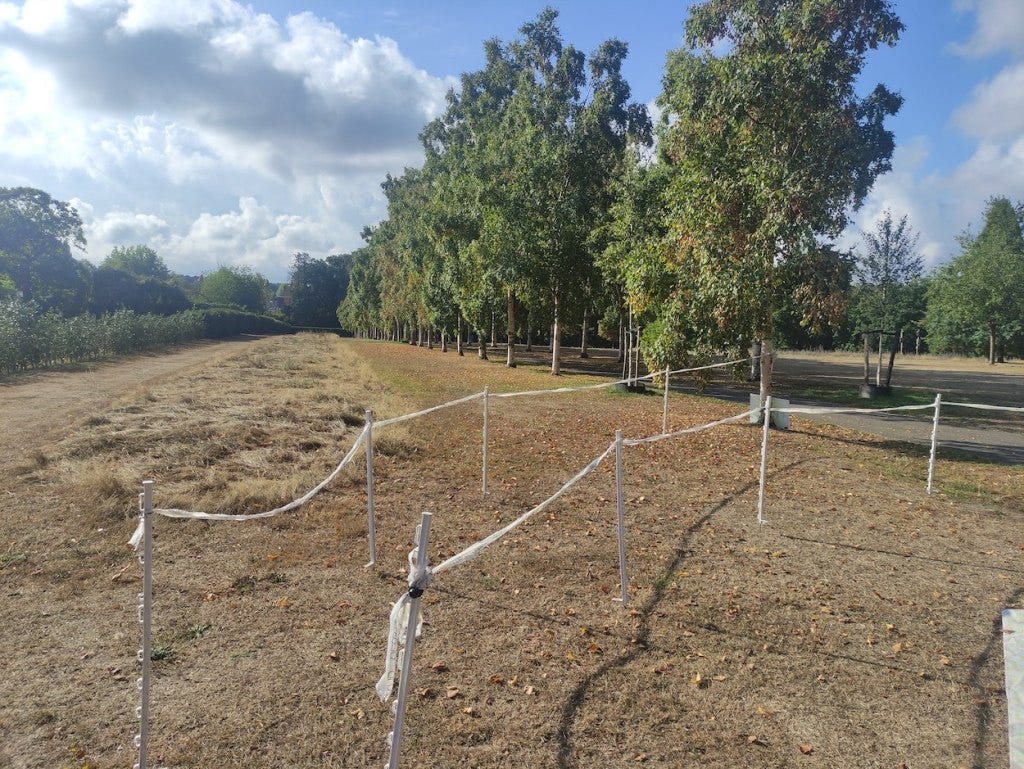 At the top of the tree-lined path, the finish funnel is off to the right, on the grass. The funnel is made of tape wrapped around white stakes that are pushed into the ground. The sky is cloudy with occasional blue.