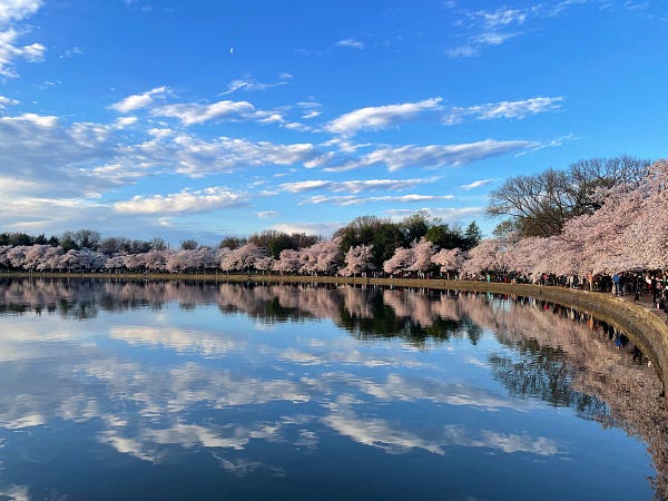 Clusters of white flowers growing on trees lining a calm pond under a cloudy sunrise sky.