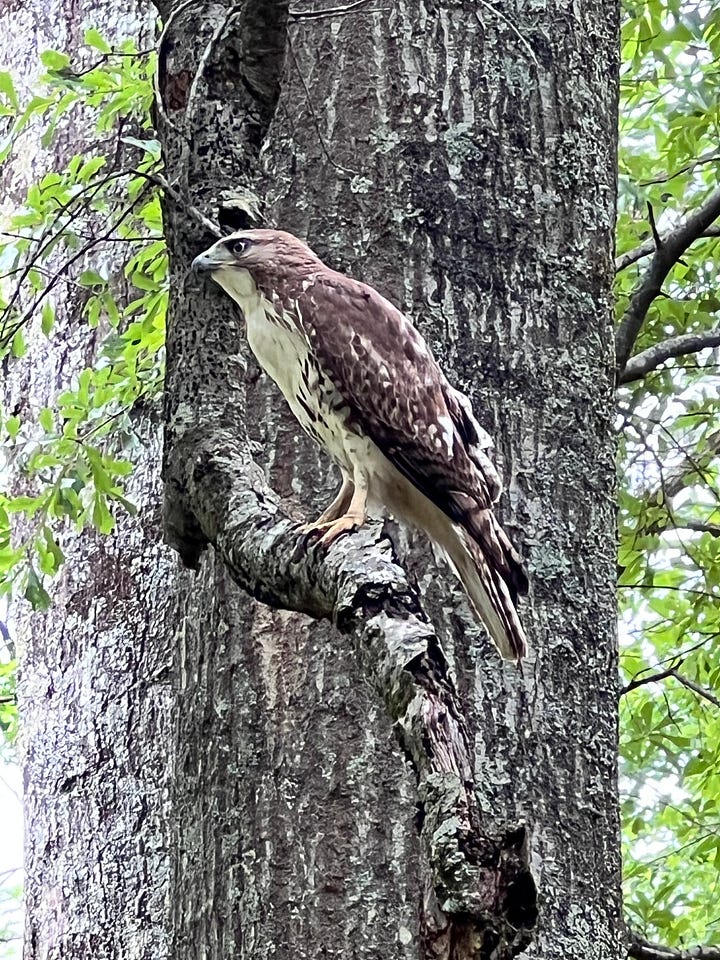 a heron in the water and a hawk in a tree