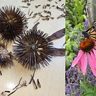 The Gift of Seed with Petra Page-Mann