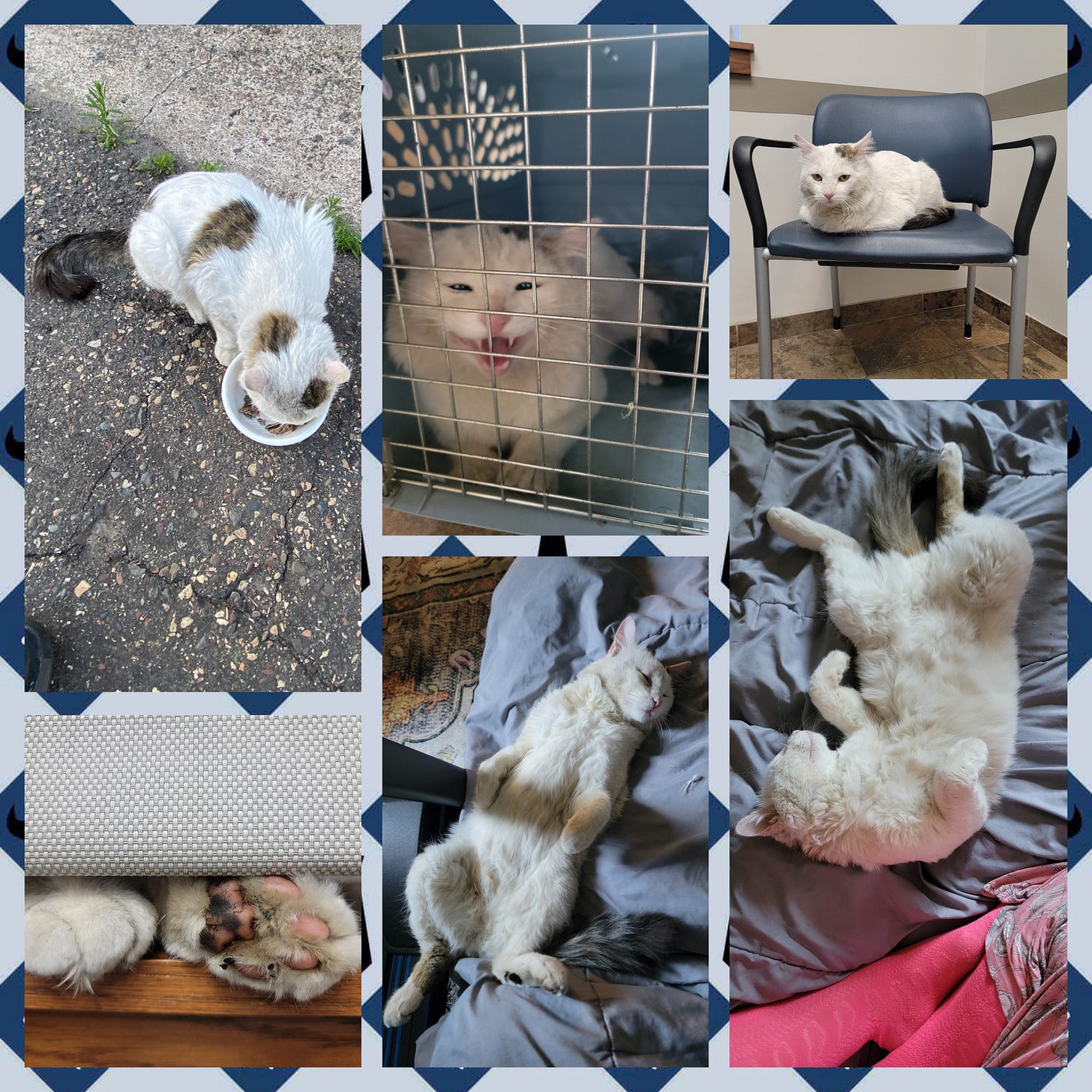 A six photo collage of a white cat with dark spots and dark tail, eating in an alley, talking in a cat carrier on the way to the vet, sitting on a chair in a room at the vet, a closeup of their paws, and two different poses of them sleeping on their back with their belly exposed. A six photo collage of a white cat with dark spots and dark tail, eating in an alley, talking in a cat carrier on the way to the vet, sitting on a chair in a room at the vet, a closeup of their paws, and two different poses of them sleeping on their back with their belly exposed.