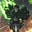 thatinvestrader's avatar