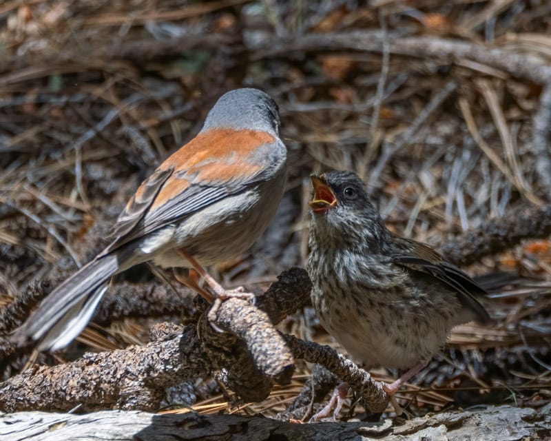 20260521-MountLemmon-58-Edit.jpg