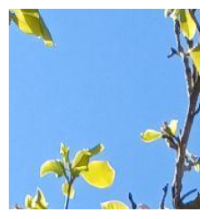 Blue sky with green tree leaves around the edges.