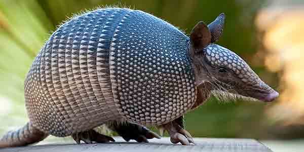 Nine-Banded Armadillo | National Wildlife Federation Nine-Banded Armadillo | National Wildlife Federation