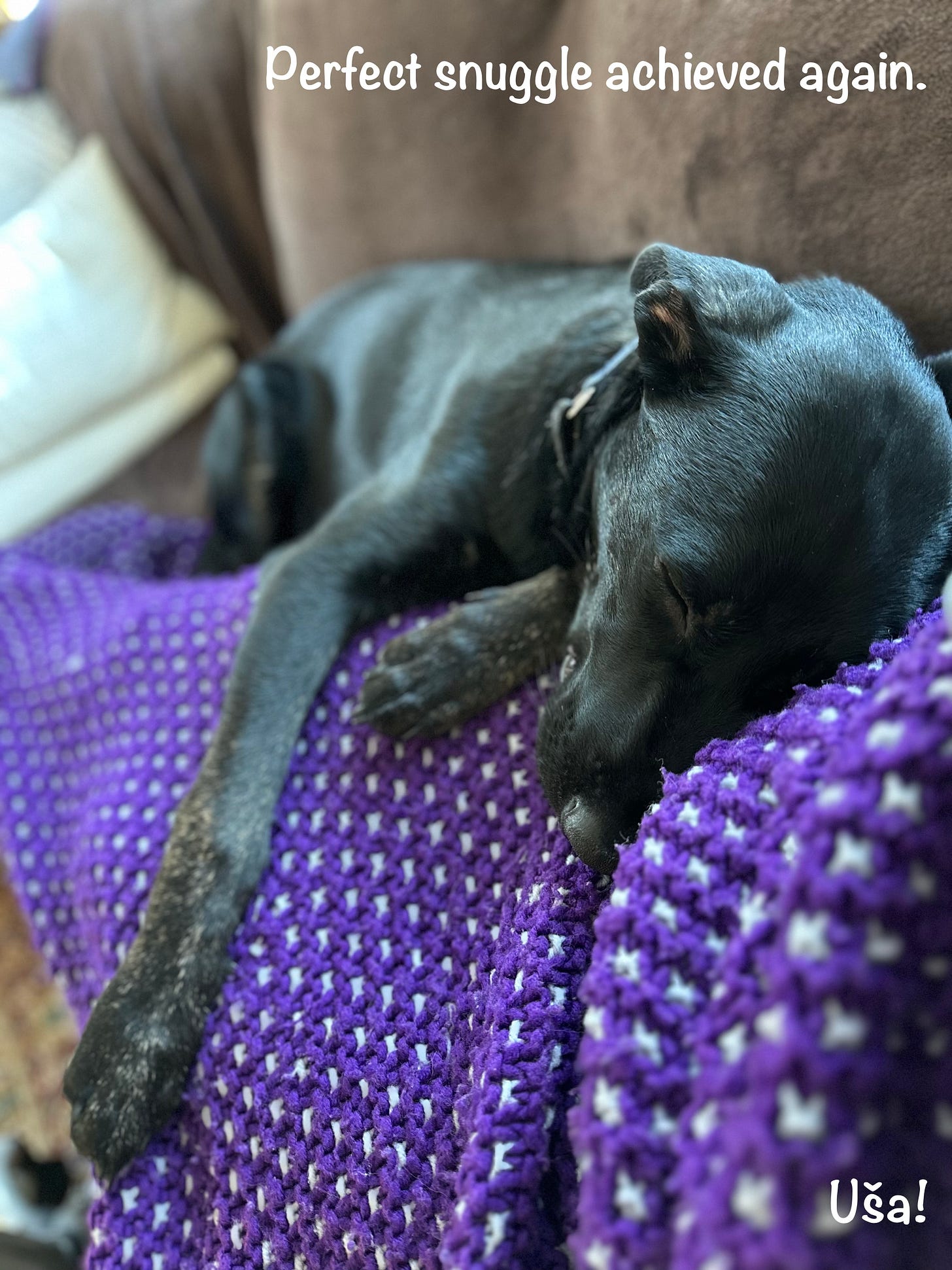 A little black dog lays on top of a purple blanket with his "arm" wrapped over.