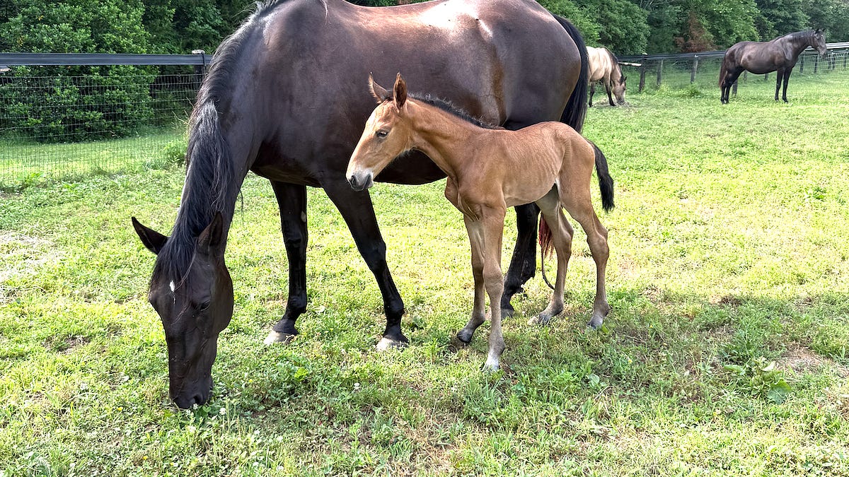 Homesteading: The Filly, the Freeze, and the Sourdough Experiment