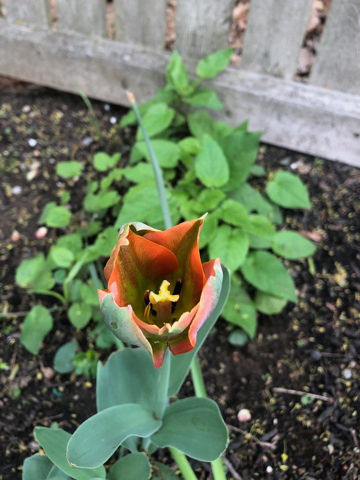 Four photos of spring flowers--yellow daffodils, pink dogwood, orange tulip, pink tulips, in a garden.