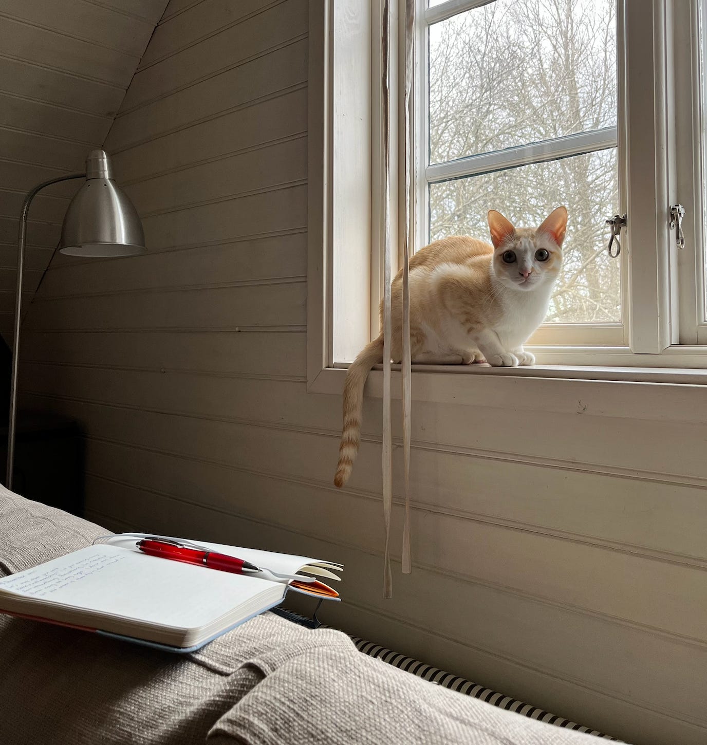 Journaling, writing, with cat 