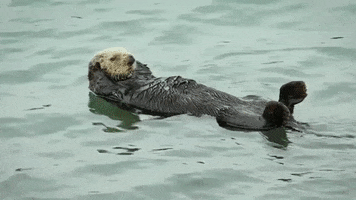 une loutre qui fait des abdos