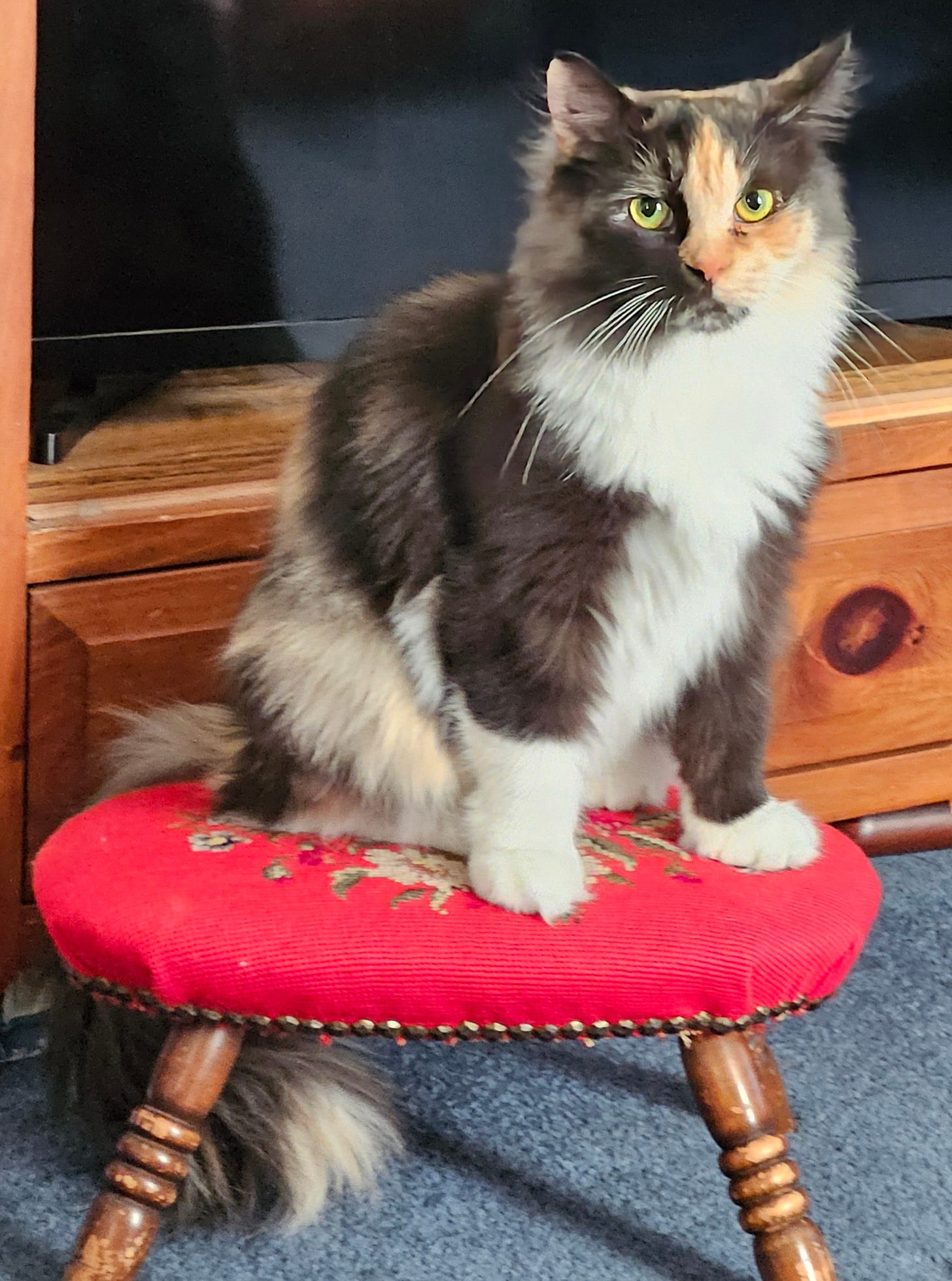 a calico cat sitting on a red stool in front of a TV