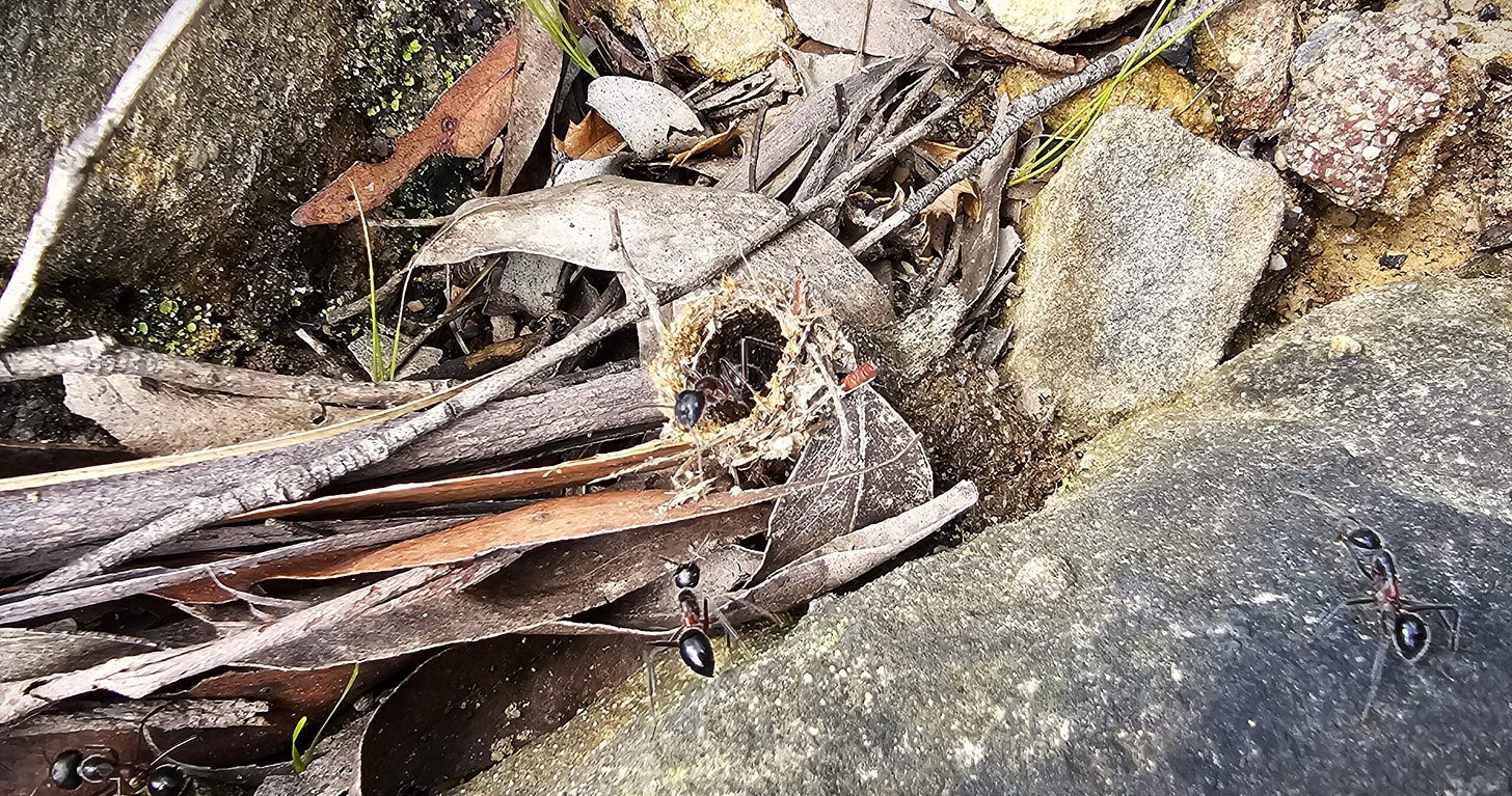 ant nest entry tunnel ant nest entry tunnel