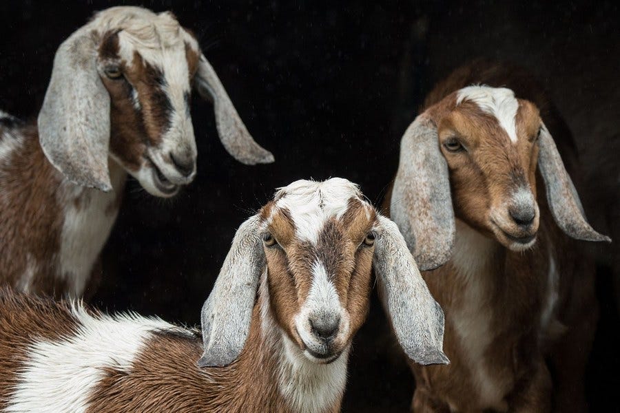 Dairy Goat Production