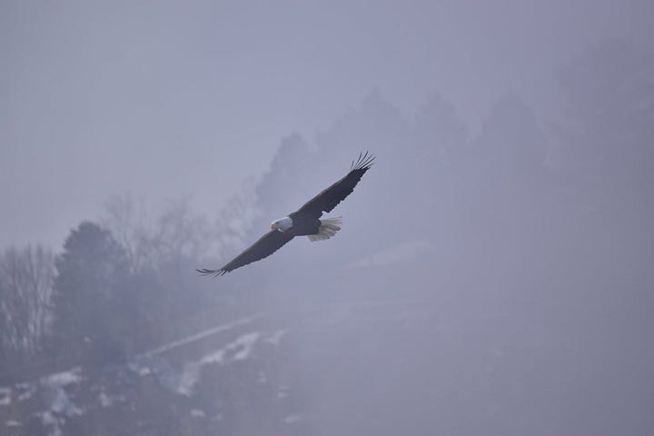 Four photos of bald eagles, some adult and one juvenile. One photo shows about 20 eagles sitting on the branches of a tree in the winter.