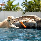 🐶 Pool pawty! Now you can book a pool for your pooch, too