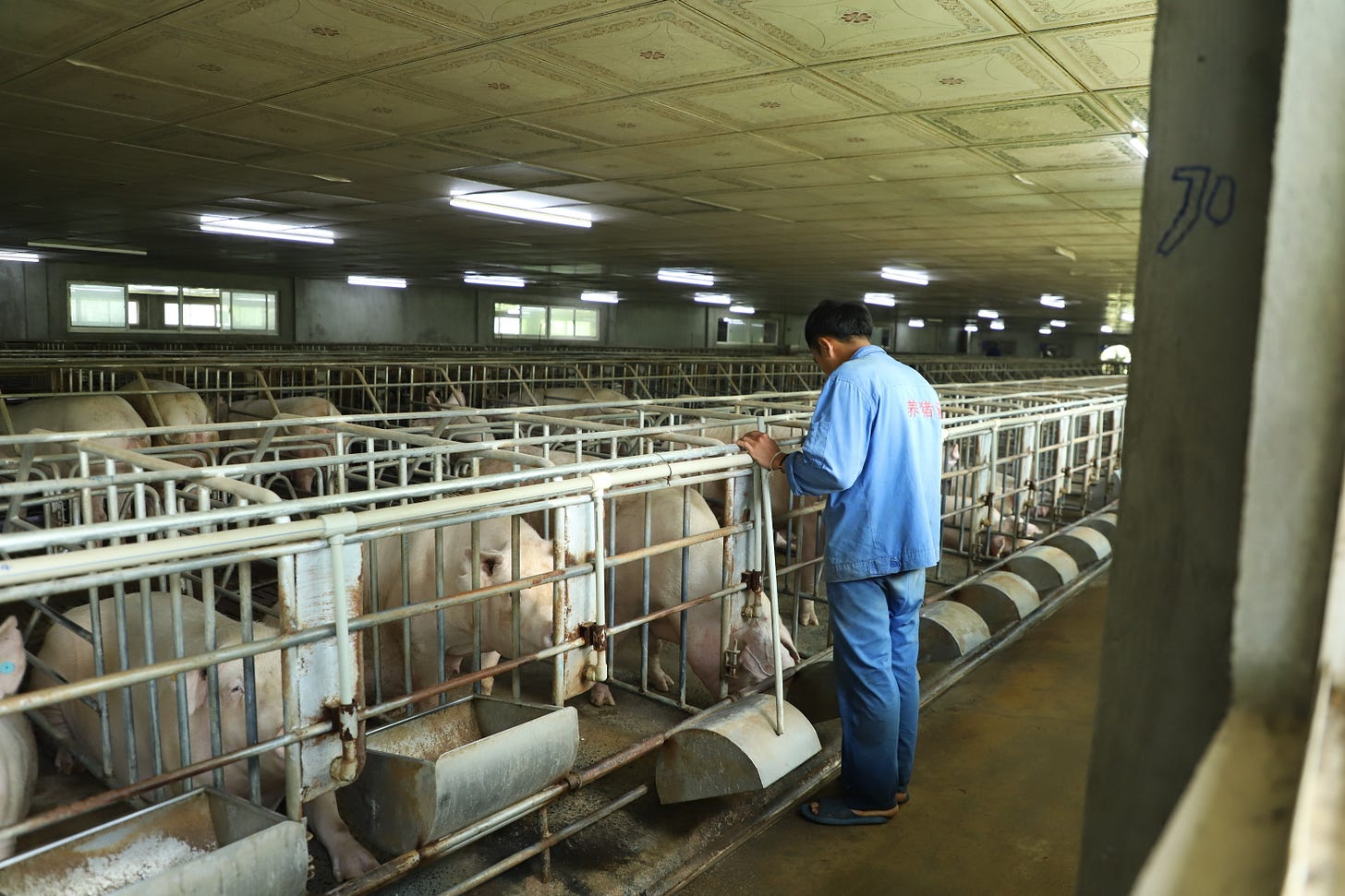 Person in blue attire inspects pigs in individual pens inside a large, lit room with metal railings and feeding trays. Person in blue attire inspects pigs in individual pens inside a large, lit room with metal railings and feeding trays.