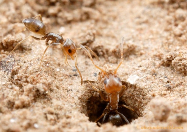 Science: The ultimate sacrifice…as a routine | AntyScience