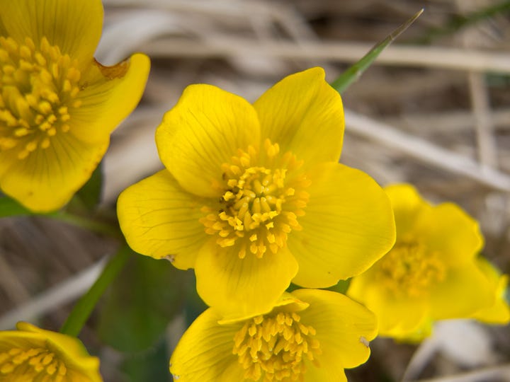 Marsh Marigold plants and parts.  