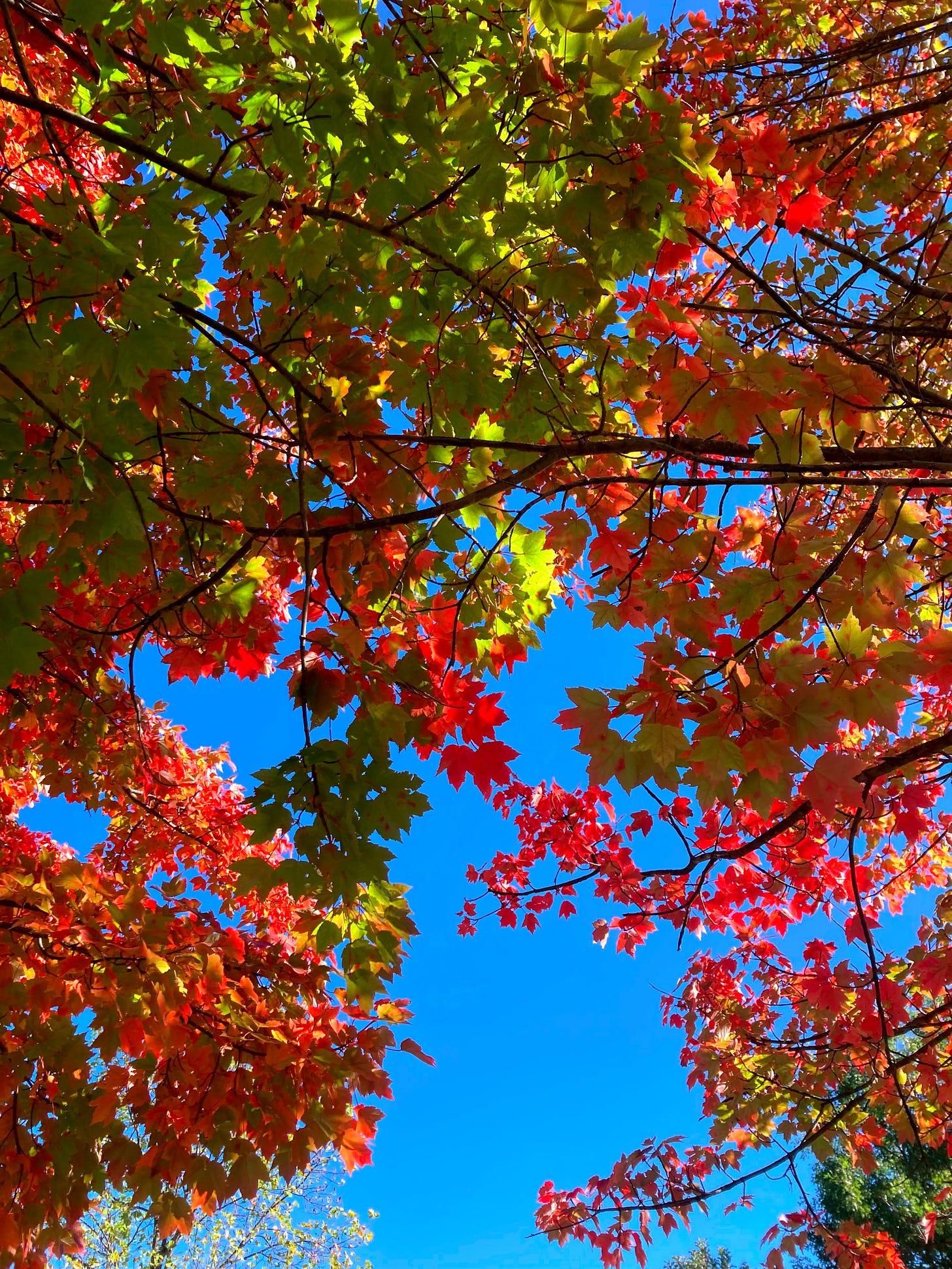 All Means All: Autumn red and green leaves against a blue sky