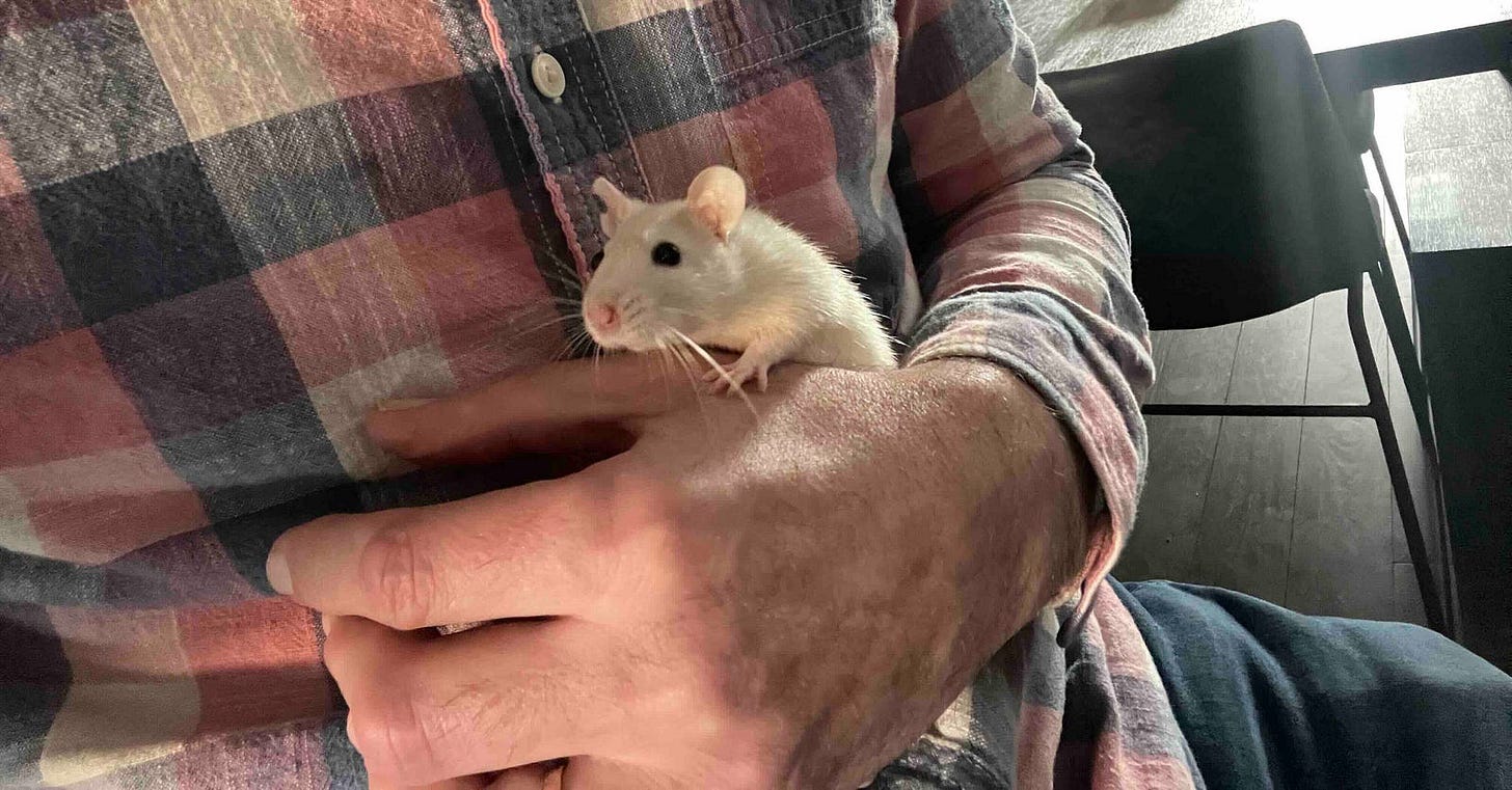 A person wearing a plaid shirt holds a small, white rat, in their hands. The rat has a pink nose, black eyes, and long whiskers. The background is an indoor setting with a chair and table visible. The image captures a moment of care and interaction between a human and their pet.
