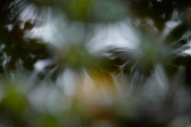 Black and green flared reflections of trees in water resemble flowers