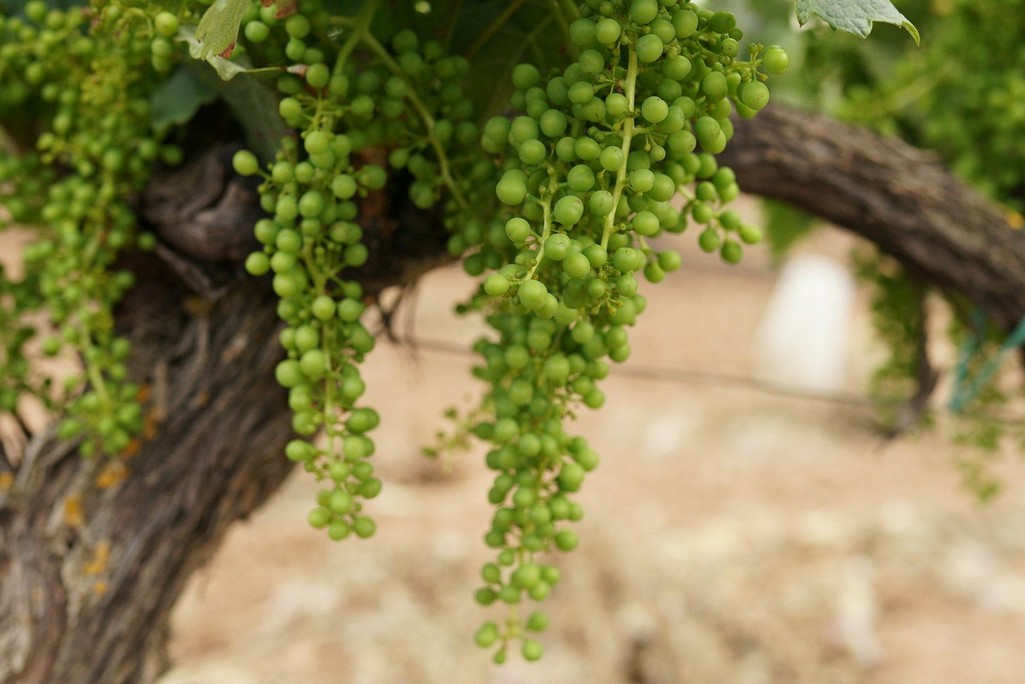 Investir en Forêt et GFV (Groupement Foncier Viticole) nos régions ont du talent!