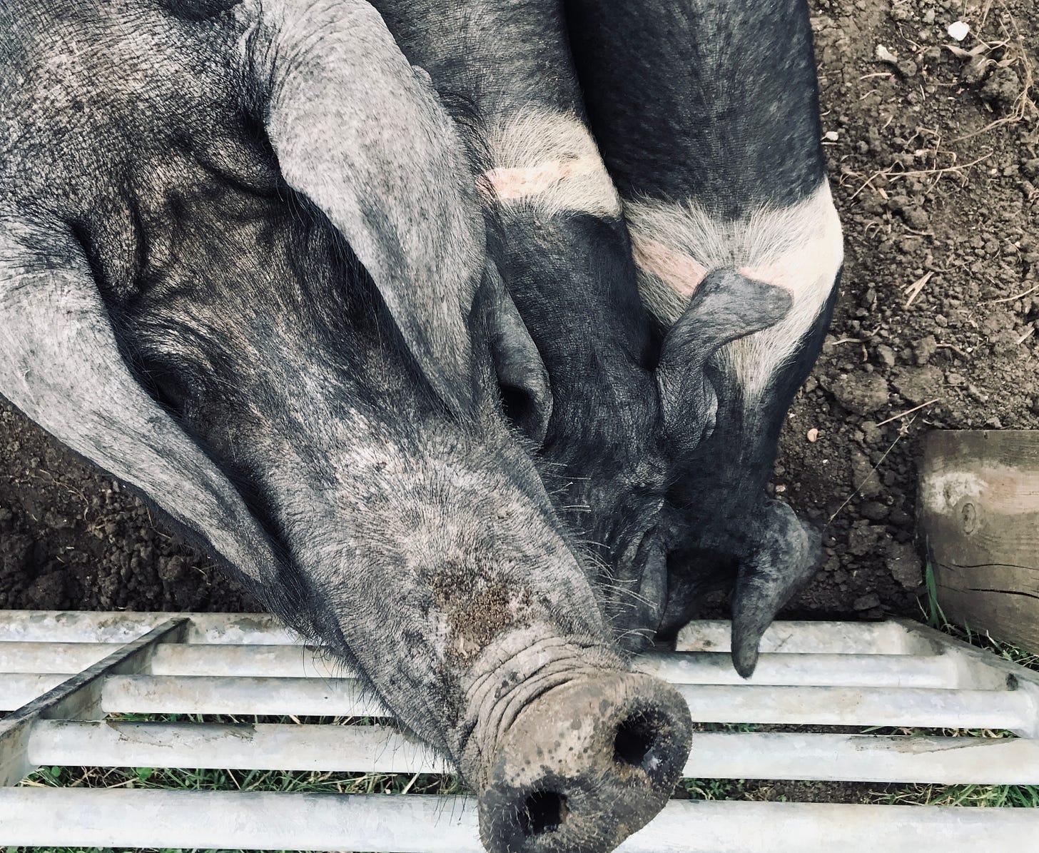 three little pigs