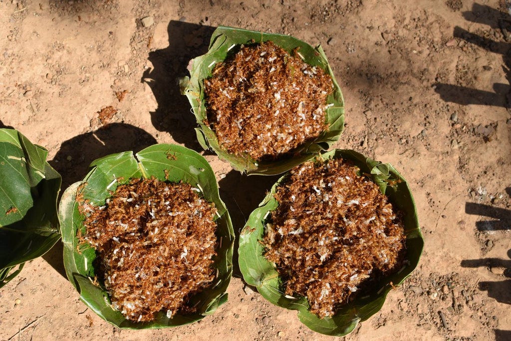 Chhatisgarh tribal chapada chutney Chhatisgarh tribal chapada chutney