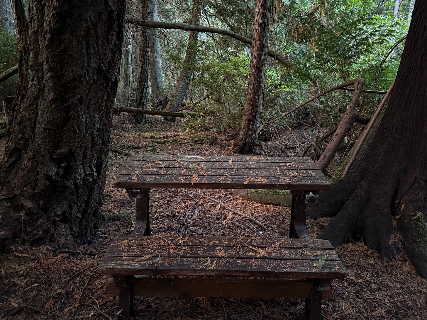 the desk in the woods once more, Andrea's ashes now scattered here